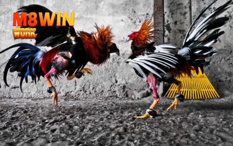 Mẹo vần gà đá có lực giúp gà tăng cường lực đá, ra đòn mạnh 4 mẹo vần gà đá có lực